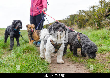 Dog Walker und Auswahl von Hunden ausgeübt beening. Stockfoto