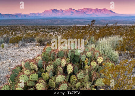 Chisos Berge in dist bei Sonnenaufgang, Feigenkaktus, Agave lechuguilla und mit Kreosot Bush von alten Erz Straße, Big Bend National Park, Texas, USA Stockfoto