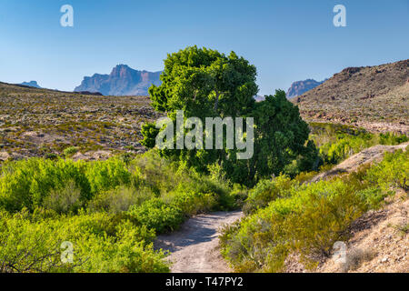 Cottonwood Bäumen an Glenn Frühling, Chisos Berge in der Ferne, Schwarz Gap Road, Ansicht von Glenn Spring Road, Big Bend National Park, Texas, USA Stockfoto