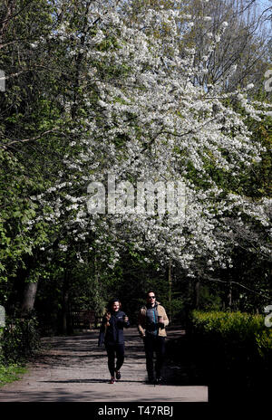Menschen laufen unter einem blühenden Baum in der Nähe des Kyoto Garden in Holland Park, London. Stockfoto