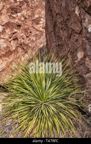 Sotol, syenite (Granit) Felsbrocken, Kette Trail in Hueco Tanks State Park, in der Nähe von El Paso, Texas, USA Stockfoto