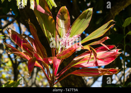 Ti Blumen Stockfoto