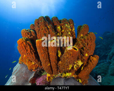 Reef Landschaft, gelbe Tube Schwamm (Aplysina fistularis) Coral Feuer und Aplysina fistularis in Los Roques - Venezuela Stockfoto