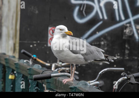 In der Nähe eines Europäischen Silbermöwe Stockfoto