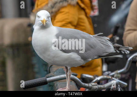 In der Nähe eines Europäischen Silbermöwe Stockfoto