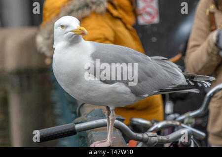 In der Nähe eines Europäischen Silbermöwe Stockfoto