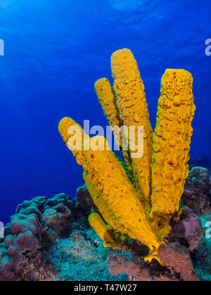 Reef Landschaft, gelbe Tube Schwamm (Aplysina fistularis) Coral Feuer und Aplysina fistularis in Los Roques - Venezuela Stockfoto