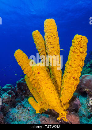 Reef Landschaft, gelbe Tube Schwamm (Aplysina fistularis) Coral Feuer und Aplysina fistularis in Los Roques - Venezuela Stockfoto