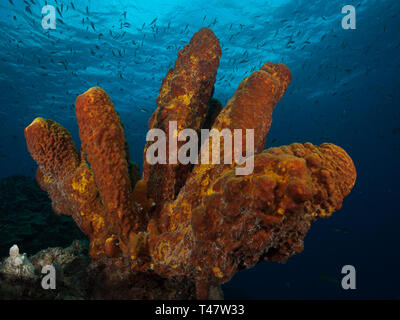 Reef Landschaft, gelbe Tube Schwamm (Aplysina fistularis) Coral Feuer und Aplysina fistularis in Los Roques - Venezuela Stockfoto