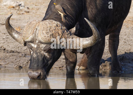 Afrikanischer Büffel (Syncerus Caffer), bull Trinken an einem Wasserloch mit einem yellow-billed oxpecker (Buphagus africanus) auf den Hals, Krüger NP, Südafrika Stockfoto