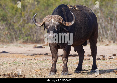 Afrikanischer Büffel (Syncerus Caffer), erwachsenen Mann, stehend mit zwei Red-billed oxpeckers (Buphagus erythrorhynchus) auf der Rückseite, Krüger NP, Südafrika Stockfoto