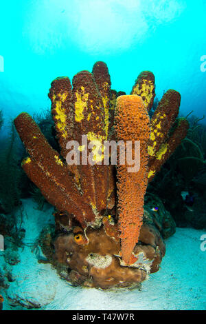 Reef Landschaft, gelbe Tube Schwamm (Aplysina fistularis) Coral Feuer und Aplysina fistularis in Los Roques - Venezuela Stockfoto