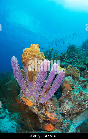 Reef Landschaft, gelbe Tube Schwamm (Aplysina fistularis) Coral Feuer und Aplysina fistularis in Los Roques - Venezuela Stockfoto