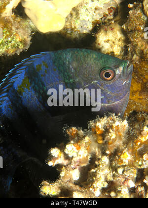 Scissortail sergeant Fisch. (Abudefduf sexfasciatus) Stockfoto