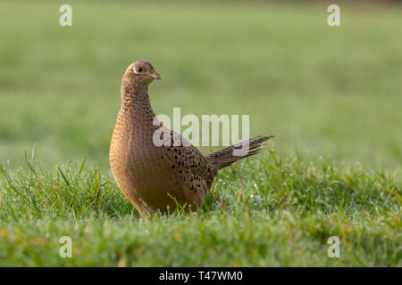 Weiblich Fasan schließen oben mit Morgensonne. Single Wild Bird am Boden auf Ackerland Gras. Meliert braun gefiederten wlidlife. Stockfoto