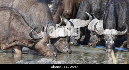 Afrikanischer Büffel (Syncerus Caffer), Erwachsene, Männer und Frauen, in schlammigen Wasser, Trinken an einem Wasserloch, Krüger Nationalpark, Südafrika, Afrika Stockfoto