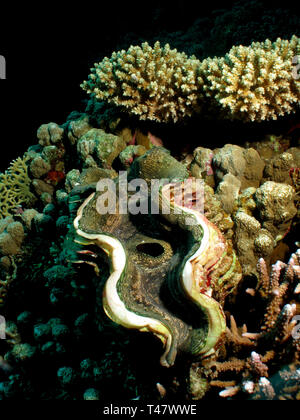 Der geriffelte Riesenmuschel (Tridacna squamosa bunten Mantel). Im Roten Meer, Ägypten. Stockfoto