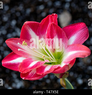 'Belichtung' Hippeastrum, Amaryllis (Hippeastrum x hortorum) Stockfoto