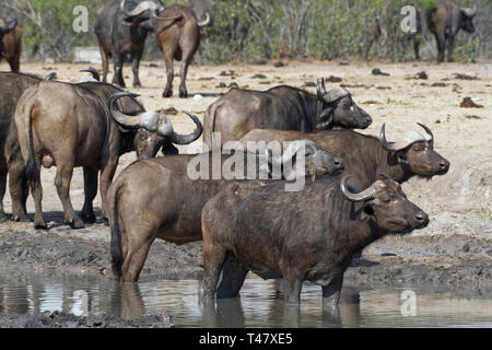 Afrikanischer Büffel (Syncerus Caffer), Herde an einem Wasserloch, Alert, Krüger Nationalpark, Südafrika, Afrika Stockfoto