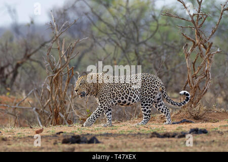 African Leopard (Panthera pardus pardus), erwachsenen Mann in der Abenddämmerung, an einem Wasserloch, Krüger Nationalpark, Südafrika, Afrika Stockfoto