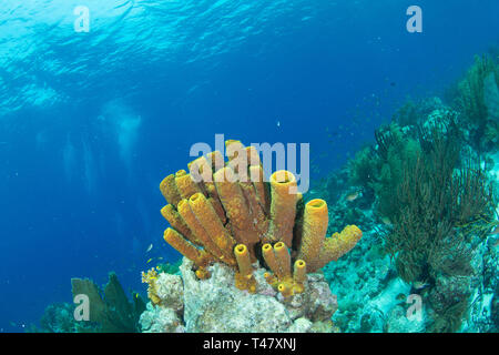 Reef Landschaft, gelbe Tube Schwamm (Aplysina fistularis) Coral Feuer und Aplysina fistularis in Los Roques - Venezuela Stockfoto