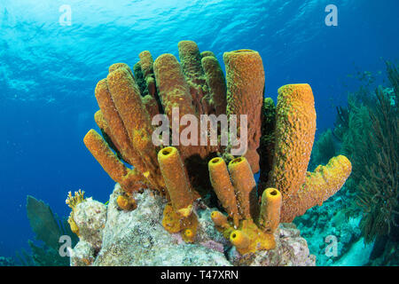 Reef Landschaft, gelbe Tube Schwamm (Aplysina fistularis) Coral Feuer und Aplysina fistularis in Los Roques - Venezuela Stockfoto