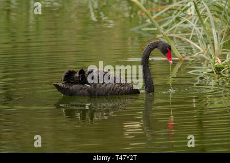 Der schwarze Schwan (Cygnus atratus) ist eine große aquatische Vogel in Flussmündungen und Wasserwege in Australien gefunden, und es ist das Staatswappen von Western Australia Stockfoto