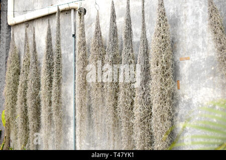 Trockene tillandsia vor der Betonwand. Aerophytes Pflanzen auf grauen Hintergrund. Stockfoto