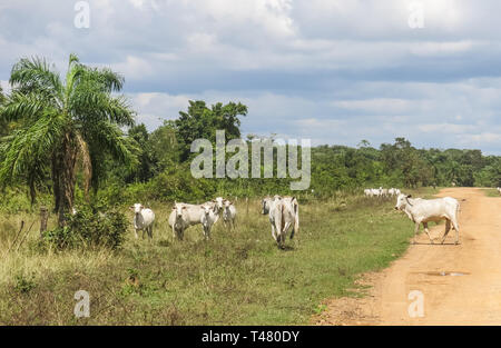 Kuhherde in der Mitte von einem Sandweg, in den Pampas de Yacuma, in Bolivien. Stockfoto