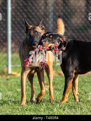 Eine Belgain Malinois und ein Mischling Hund gemeinsam spielen und ein Seil Spielzeug teilen außen am Hund Park Stockfoto