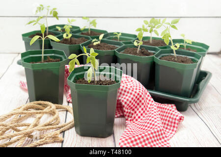 Tomaten Keimlinge in grün Kunststoff Töpfe. Wachsende Tomaten Stockfoto