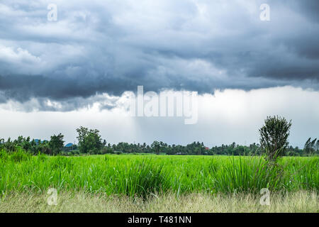 Zuckerrohr Feld mit Regenzeit Stockfoto