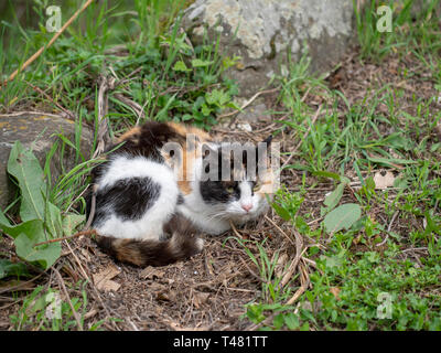 Streunende Katze, kleine Katze. Calico tricolor im Freien. Stockfoto