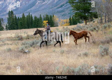 American cowgirl Reiten mit Colt hinter in Wyoming montieren Stockfoto