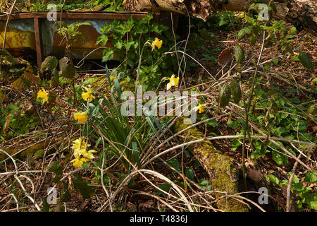 Wilden Narzissen auf einem uralten Waldboden in der Landschaft von Kent, England, Vereinigtes Königreich, Europa Stockfoto