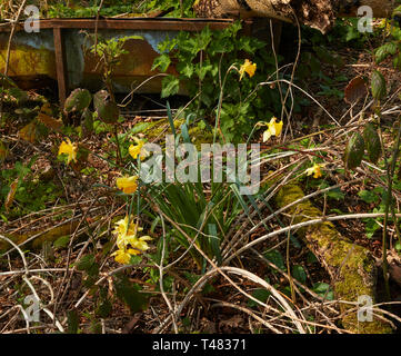 Wilden Narzissen auf einem uralten Waldboden in der Landschaft von Kent, England, Vereinigtes Königreich, Europa Stockfoto
