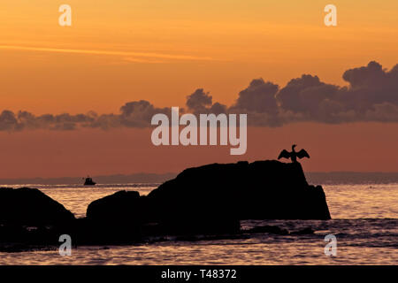 Kormoran mit Flügeln in der Morgendämmerung, Mounts Bay, Penzance, Cornwall, England, Großbritannien. Stockfoto