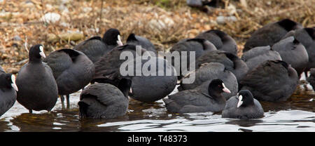 Eurasischen Blässhuhn (Fulica atra), die Herde, Roggen Hafen Naturschutzgebiet, East Sussex, England, UK. Stockfoto
