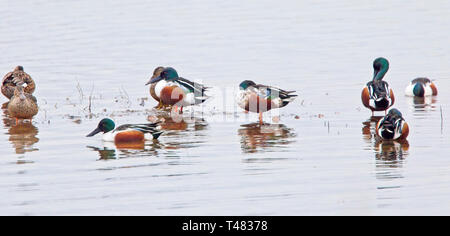 Northern Shoveler Enten (Anas Clypeata) am Hafen Nature Reserve Rye, East Sussex, England, UK. Stockfoto