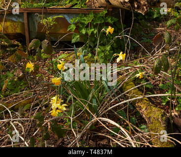 Wilden Narzissen auf einem uralten Waldboden in der Landschaft von Kent, England, Vereinigtes Königreich, Europa Stockfoto