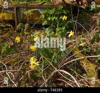 Wilden Narzissen auf einem uralten Waldboden in der Landschaft von Kent, England, Vereinigtes Königreich, Europa Stockfoto