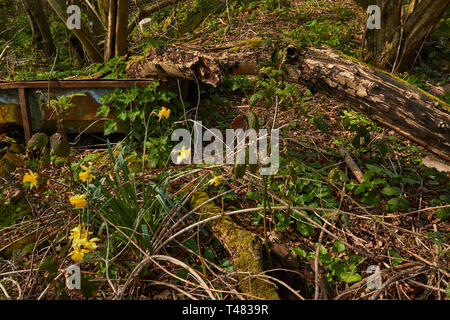 Wilden Narzissen auf einem uralten Waldboden in der Landschaft von Kent, England, Vereinigtes Königreich, Europa Stockfoto