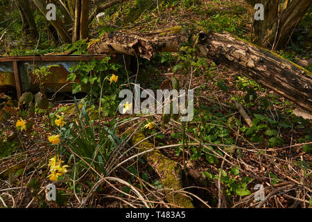 Wilden Narzissen auf einem uralten Waldboden in der Landschaft von Kent, England, Vereinigtes Königreich, Europa Stockfoto