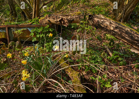 Wilden Narzissen auf einem uralten Waldboden in der Landschaft von Kent, England, Vereinigtes Königreich, Europa Stockfoto