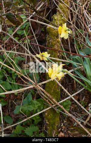 Wilden Narzissen auf einem uralten Waldboden in der Landschaft von Kent, England, Vereinigtes Königreich, Europa Stockfoto