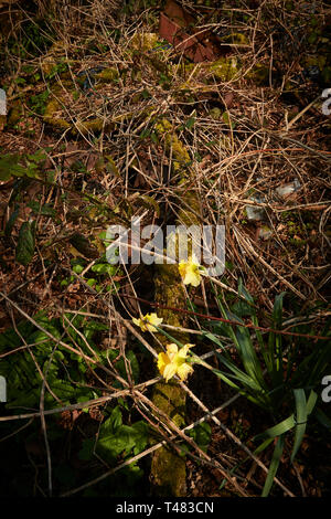 Wilden Narzissen auf einem uralten Waldboden in der Landschaft von Kent, England, Vereinigtes Königreich, Europa Stockfoto
