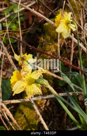 Wilden Narzissen auf einem uralten Waldboden in der Landschaft von Kent, England, Vereinigtes Königreich, Europa Stockfoto