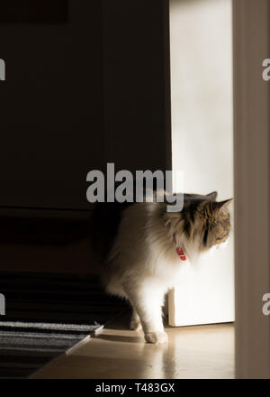 Norwegische Waldkatze suchen neugierig mit grünem Hintergrund Stockfoto