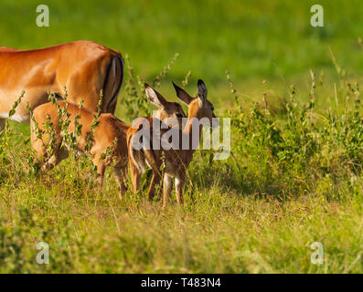 Junge Kälber impala Aepyceros melampus grünes Gras weiden Amboseli Kenia Safari in Ostafrika Stockfoto