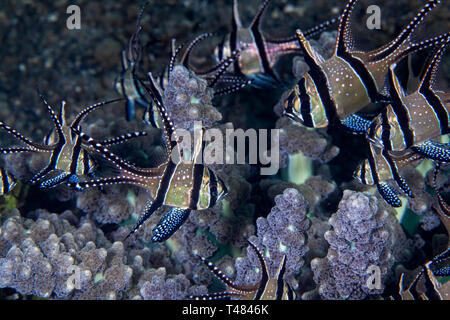 Banggai cardinalfish (Pterapogon kauderni) mit Abzweigung Anemone [Actinodendron glomeratum] verbunden. Lembeh Straits, Indonesien. Stockfoto